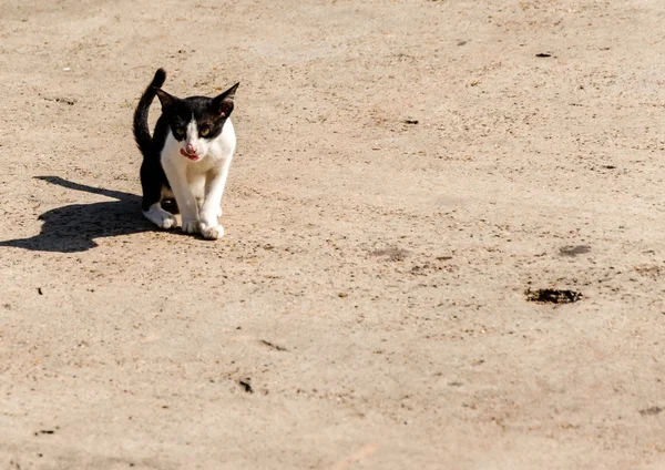 siyah ve beyaz kedi yürüyüş sokak