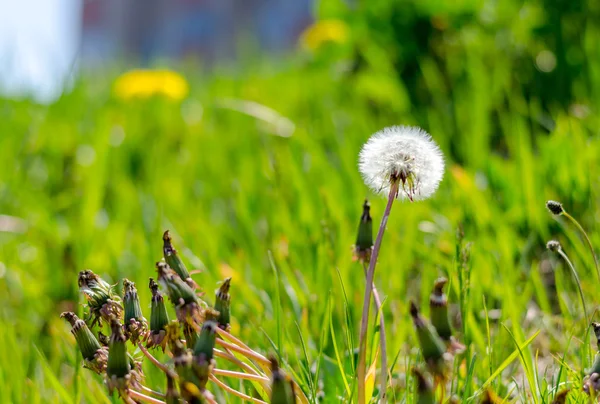 Close up of a dandelion — Stock Photo, Image