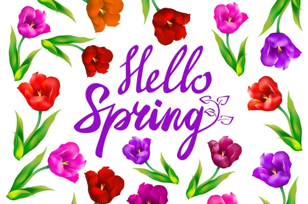 Hello Spring phrase vector lettering. Hand drawn calligraphy, white background. red tulip — Wektor stockowy