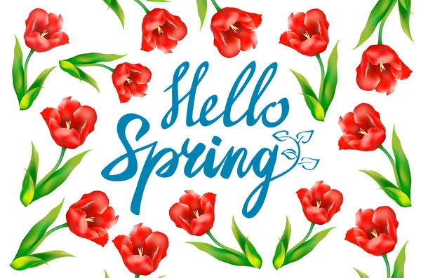 Hello Spring phrase vector lettering. Hand drawn calligraphy, white background. red tulip — Stockvector