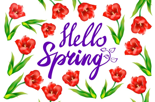 Hello Spring phrase vector lettering. Hand drawn calligraphy, white background. red tulip — Stock Vector