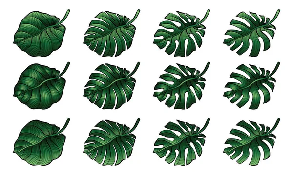 Conjunto de folhas de monstera tropicais. Ilustração vetorial —  Vetores de Stock