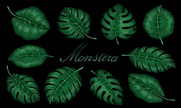 Zielone liście roślin Monstera rosnące na dziko, tropikalna roślina leśna, wiecznie zielona winorośl na czarnym tle. Zestaw tropikalnych liści potworów. Ilustracja wektora — Wektor stockowy