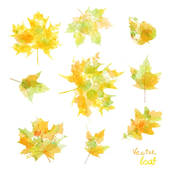 Vektorové akvarel podzimní listy javorového listu flóra — Stockový vektor