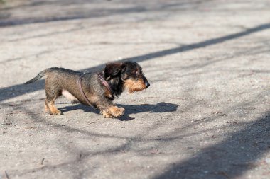 Parkta köpek runnnig