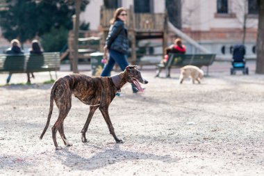 Parkta köpek runnnig