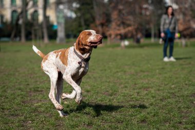Auvergne işaret eden köpek 