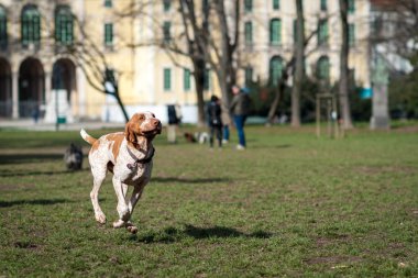 Auvergne işaret eden köpek 