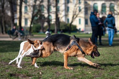 Köpekler runnnig parkta