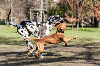 Staffordshire Terrier köpek ile oynayan Dalmaçyalı köpek