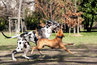 Staffordshire Terrier köpek ile oynayan Dalmaçyalı köpek