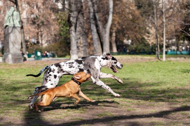 Staffordshire Terrier köpek ile oynayan Dalmaçyalı köpek