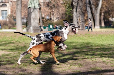 Staffordshire Terrier köpek ile oynayan Dalmaçyalı köpek