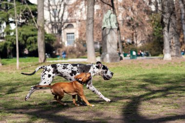Staffordshire Terrier köpek ile oynayan Dalmaçyalı köpek