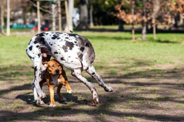 Staffordshire Terrier köpek ile oynayan Dalmaçyalı köpek