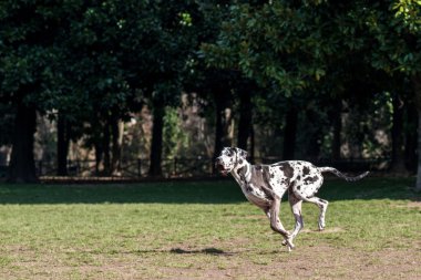 çok güzel Dalmaçya köpeği