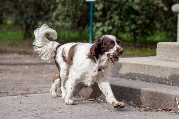 Kutya runnnig a parkban — Stock Fotó