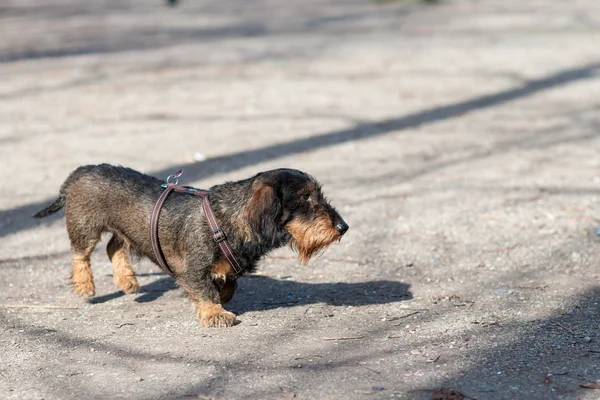 Dog runnnig in the park — Stock Photo, Image