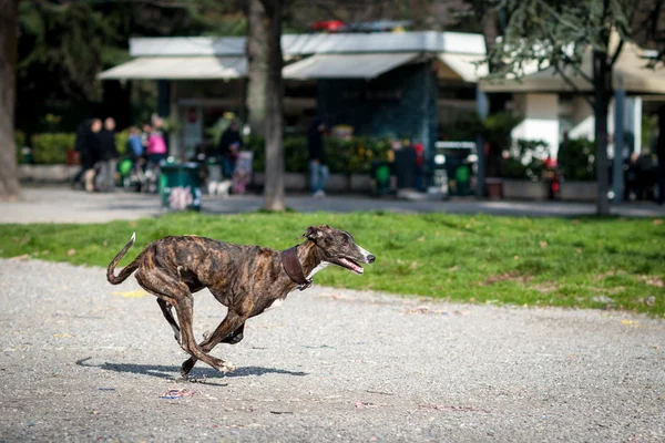 Cão de caça no parque — Fotografia de Stock