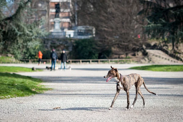 Ogar pies w parku — Zdjęcie stockowe