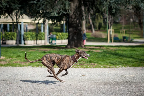 猎犬狗在公园里 — 图库照片