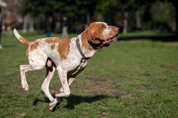 Alvernia cane che indica — Foto Stock