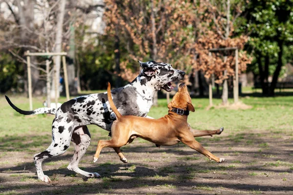 达尔马提亚狗和斯塔福梗狗一起玩 — 图库照片