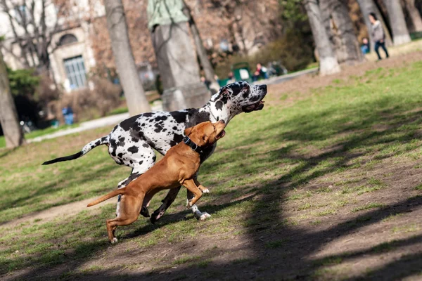 Dalmatian cão brincando com Staffordshire Terrier cão — Fotografia de Stock