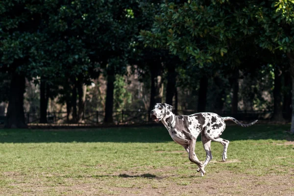 çok güzel Dalmaçya köpeği