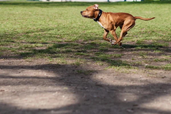 Staffordshire terrier pies — Zdjęcie stockowe
