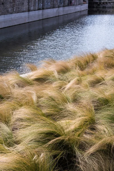 Tufos de grama na terra da grama — Fotografia de Stock