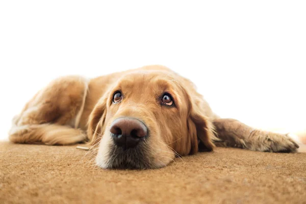 Портрет золотошукача дорослої собаки — стокове фото