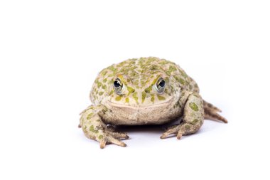 Avrupa yangın karınlı kurbağa