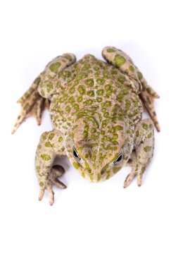 Avrupa yangın karınlı kurbağa