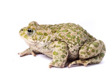 Avrupa yangın karınlı kurbağa