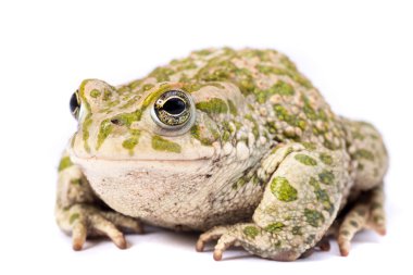 Avrupa yangın karınlı kurbağa