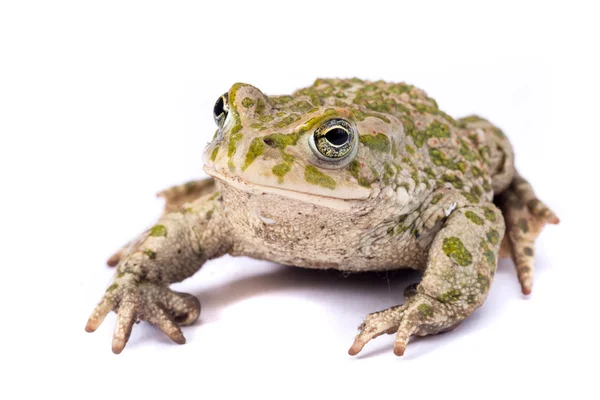 Sapo de vientre de fuego europeo — Foto de Stock