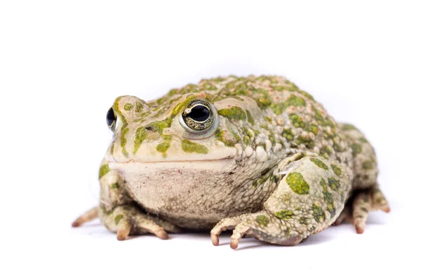 Європейська вогонь білочеревий жаба — стокове фото