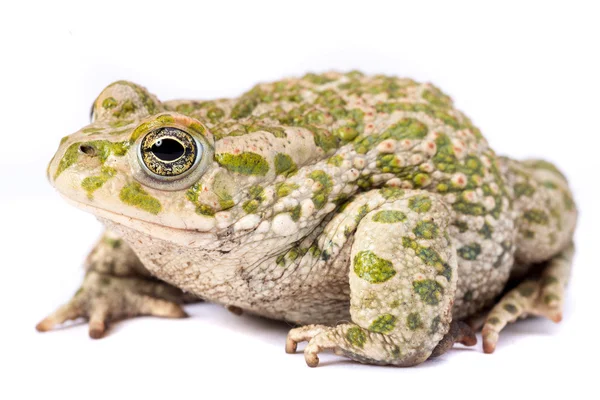 Sapo de vientre de fuego europeo — Foto de Stock