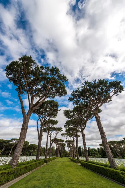 Amerikan askeri mezarlığı, ağaçlar 