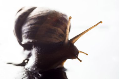 Islak kayadaki salyangoz