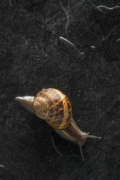 Caracol sobre una roca mojada — Foto de Stock