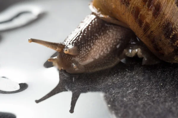 Caracol sobre una roca mojada — Foto de Stock