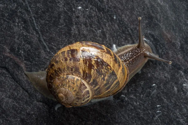 Caracol sobre una roca mojada — Foto de Stock