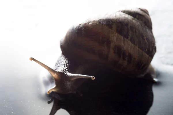 Caracol sobre una roca mojada — Foto de Stock