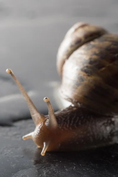 Escargot sur un rocher mouillé — Photo