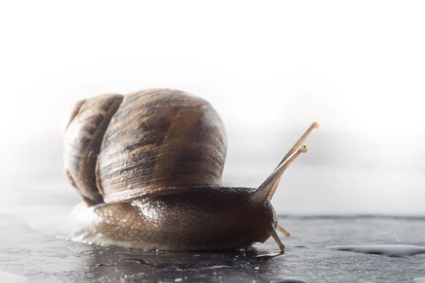 Escargot sur un rocher mouillé — Photo