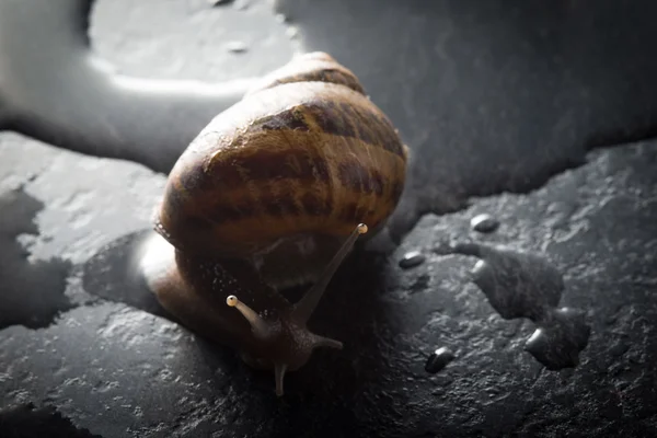 Caracol sobre una roca mojada — Foto de Stock