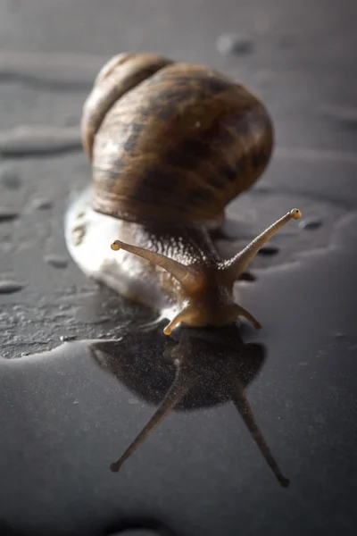 Caracol sobre una roca mojada — Foto de Stock