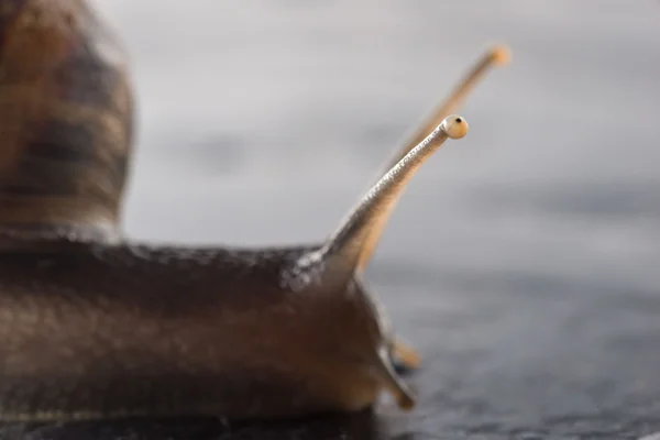 Escargot sur un rocher mouillé — Photo